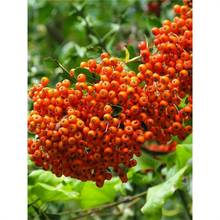 沙棘种子大果小果 带刺沙棘果树种子 沙枣树醋柳黄木种籽防风固沙