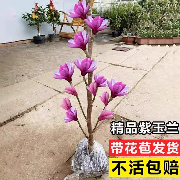 Молодые растения гномовой магнолии с бутонами, горшечные растения фиолетовой магнолии, северные и южные бонсай для посадки, морозостойкие цветы на балконе во дворе.