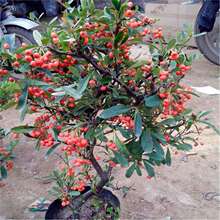 火棘沙棘盆景盆栽 树桩盆景绿植 观花观果植物 阳台客厅桌摆植物