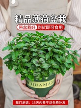 ���ʱ��ɷNֲ���ʳ�������҃��Ե����m��؈��ˮ��Gֲ����B���