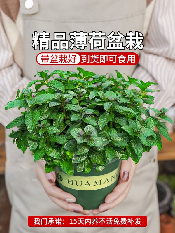 Lemon Mint Planting Seedlings Edible Potted Indoor Rosemary Cat Grass Hydroponic Green Plants Easy to Maintain and Repel Mosquitoes