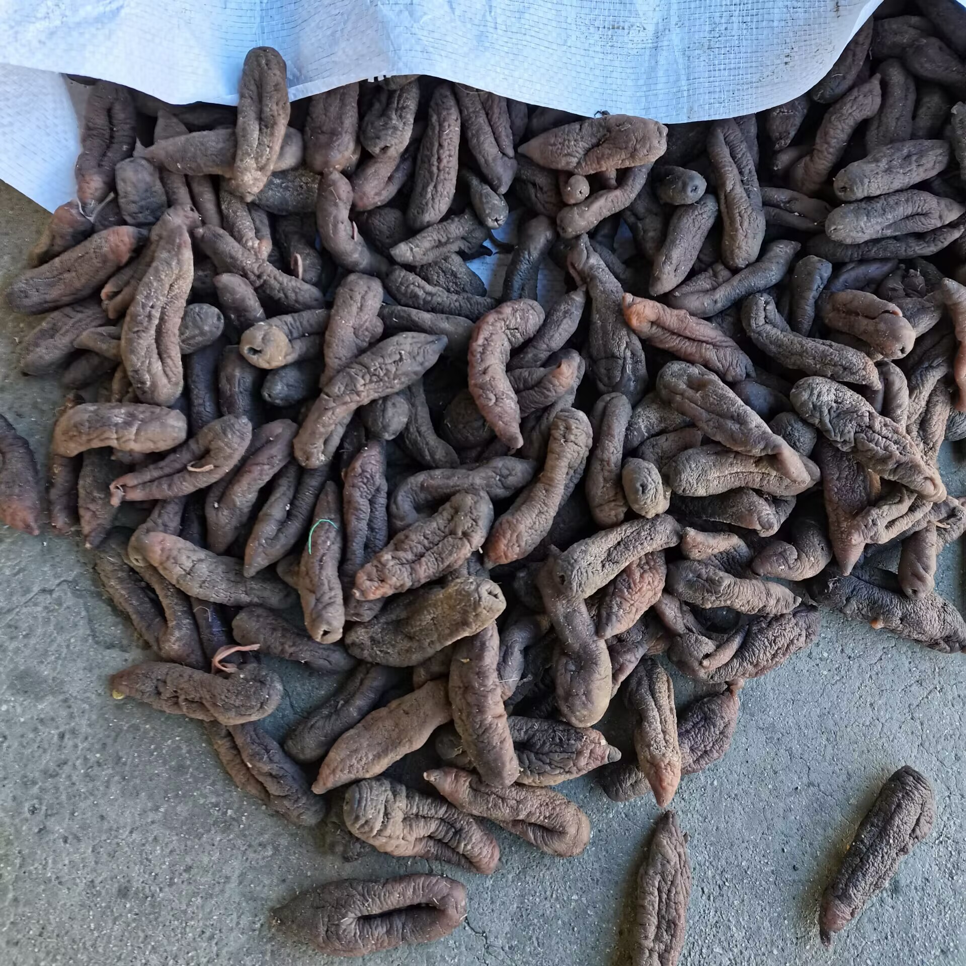Medium Sea Cucumber No Mud Salt Water High Expansion Thick Meat Uniform Size Skin Cucumber