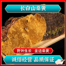 桑树桑黄灵芝 东北特产长白山野外生金边切块深山自采中药材批发