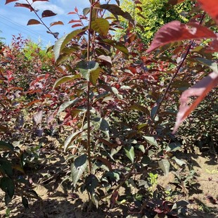 ���� ��֦�t�~���� �t�~��G�h�� �t�~��Ǥ���� �t�~����G�h����