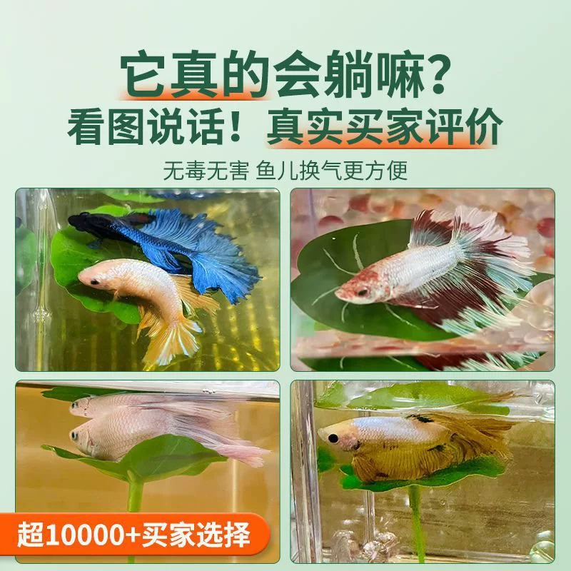 Бетта отдыхает и прячется под листьями, размножается на листьях лотоса, водных растениях, листьях, спальном ложе, украшениях для ландшафтного дизайна аквариума.