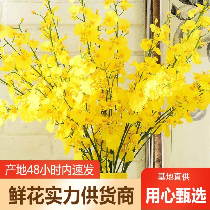 跳舞兰鲜花批发云南鲜花直批婚庆布置花店摆摊用花社区团购货源