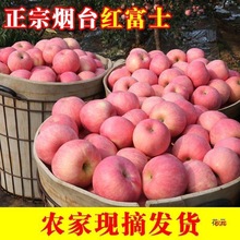 ����S���]��ɽ�|�O����̨�t��ʿ���r��ϼƼ���������̳�Ʒ�|