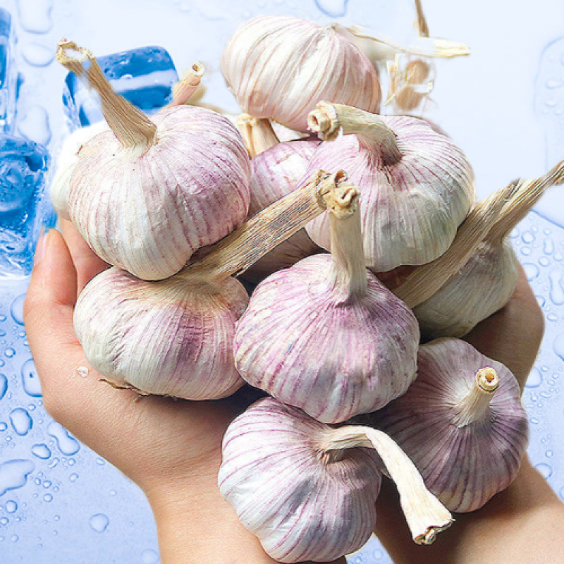 中国大陆/山东省/济宁市紫白皮大蒜头批发干蒜特大蒜新大蒜优质新