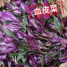 热销血皮菜紫背菜新鲜现摘观音菜四川特产时令蔬菜农家自种全年供