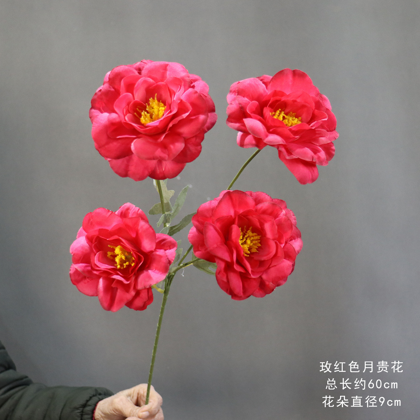 진달래색 월계화