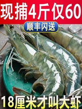 青岛大虾鲜活速冻超大海捕大虾大清虾对虾白虾基围虾速冻海鲜