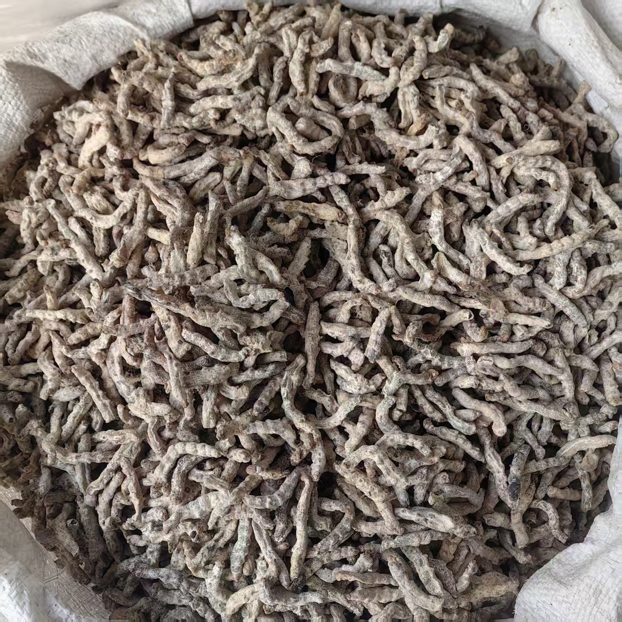 White Silkworm Jiang Can 500g Yunnan Sun Dried Bombyx Batryticatus Traditional Chinese Herb quality and texture