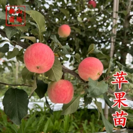 园林果树;乔木;灌木