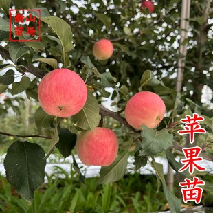 ���O���硿���������O���|�����O���t��ʿ�O�������Ϸ��Nֲ