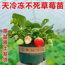 草莓苗带花带果带盆带土四季阳台室内外南北方草莓秧盆栽当年结果