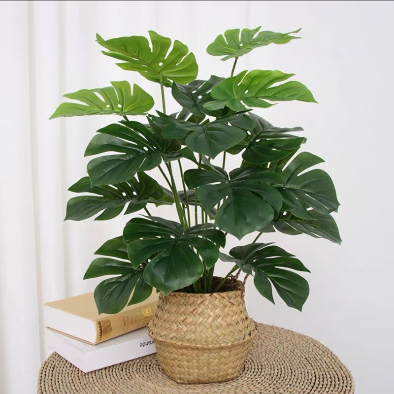 モンステラ 大型鉢植え 水耕栽培 大葉植物 古い杭 リビングルーム 大型緑の植物 花 オフィス オープンバックで富を引き寄せる|undefined