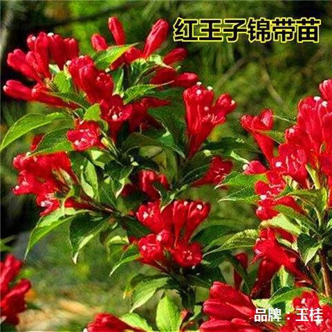 锦带红王子锦带树苗室外花树带耐寒耐热绿化苗木庭院景叶植物耐寒