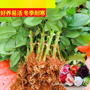 Yunnan Direct Delivery 20 Rose Seedlings, Blooms All Seasons, Easy to Grow, Fragrant Cuttings, Small Rose Seedlings for Indoor Balcony Potted Plants