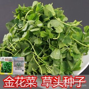 ���^�N�ӽ𻨲˷N���r���߲��ļ��ͺ��߲˷N�����~���^�𻨲˷N��