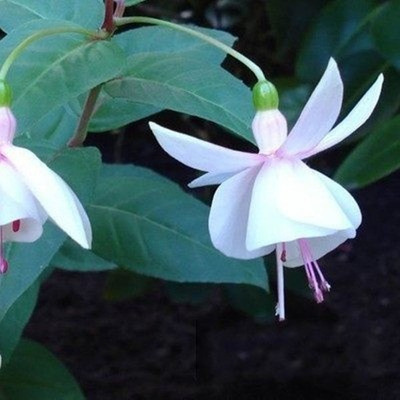 Los pétalos dobles cuelgan boca abajo, las plántulas de la campana dorada, las linternas, las plantas en macetas, las plantas verdes de interior, los balcones, las flores florecen en todas las estaciones, las flores continúan floreciendo