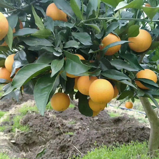 ���羳��؛���²��ך��N����ȷN�����ټt�۷N�Ӽ޽Ӹ����Y�ܛ֦