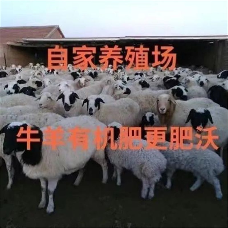 纯羊粪100斤干鸡粪40斤种蔬菜专用果树花卉通用发酵有机肥料一吨|undefined