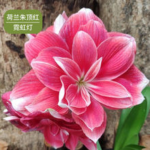 荷兰朱顶红进口盆景大球重瓣种球四季开花花卉盆栽室内植物批发