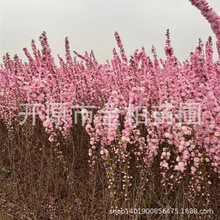 �t���������׻�����С�绨�@ͥԺ��������������������֦��