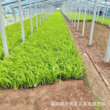 金叶石菖蒲盆栽基地水生植物水体绿化工程用苗金线石菖蒲湿地绿化