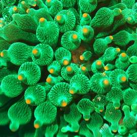 奶嘴海葵绿奶嘴海葵小丑鱼共生橙金点海葵软体珊瑚包邮其他水草