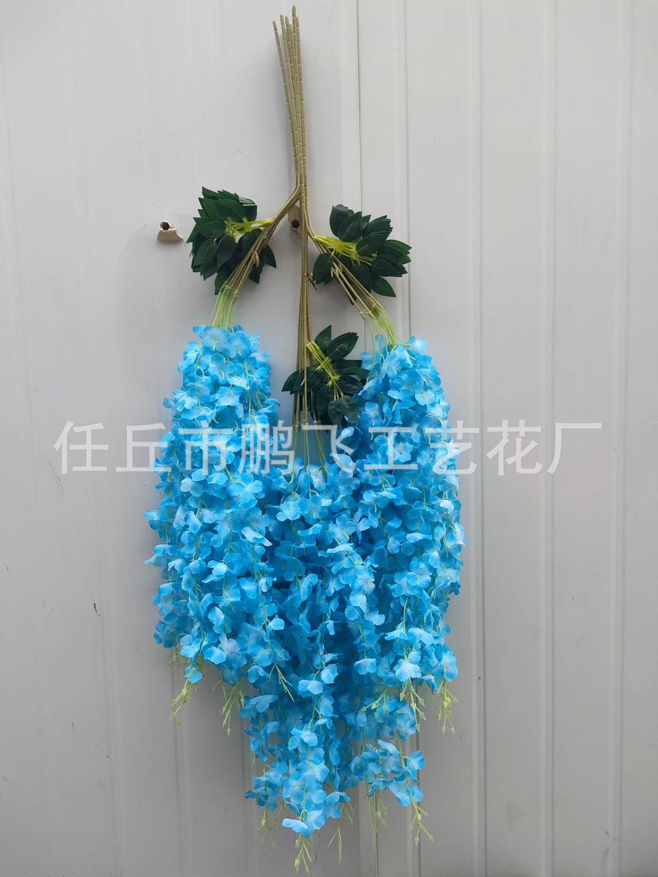 三叶天兰
