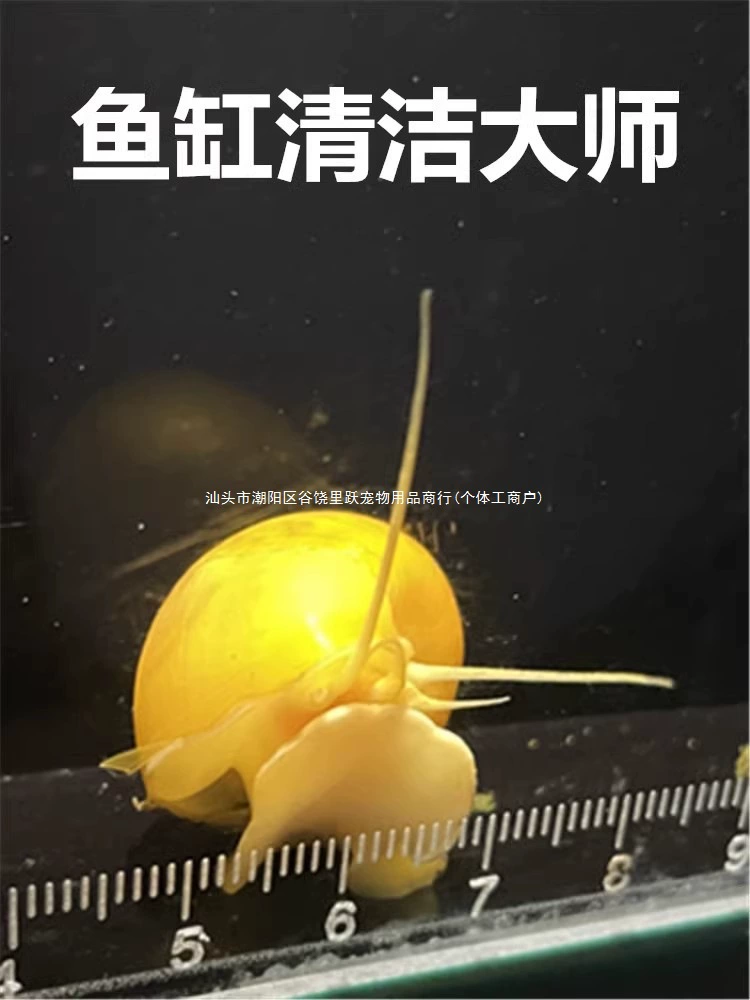 Золотая улитка, яблочная улитка, декоративная улитка, улитка для удаления водорослей, улитка для чистки, улитка для холодной воды, без нагрева, бесплатная доставка для домашних животных