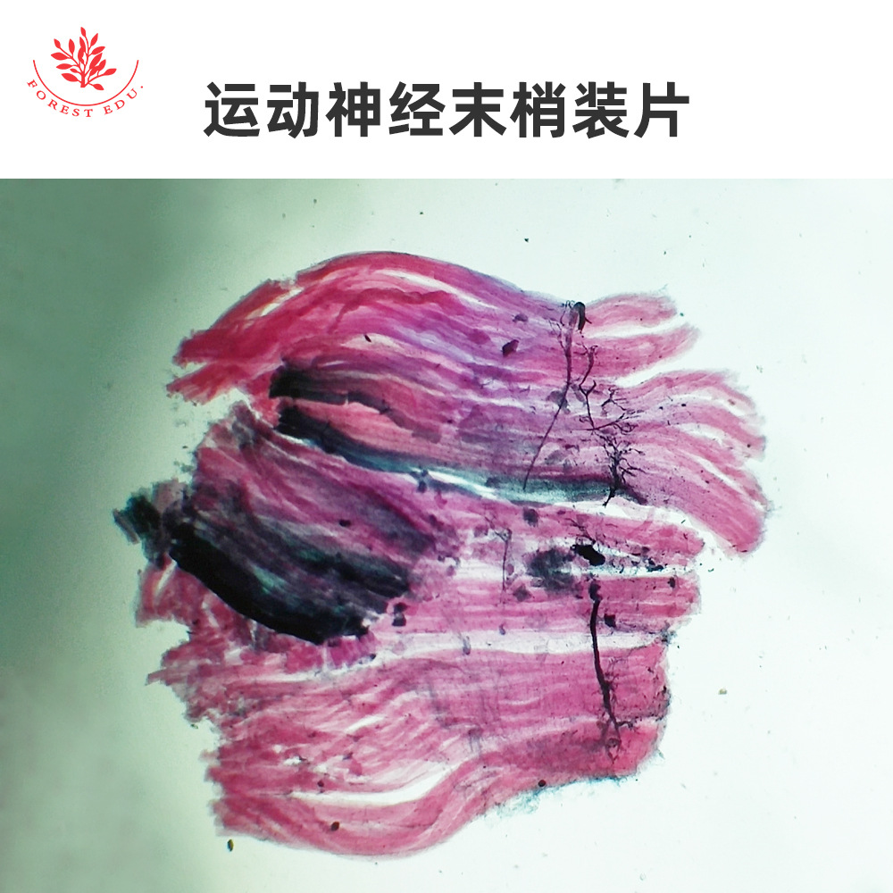 2-运动神经末梢装片