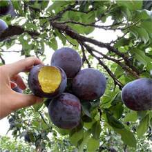 ����Y�����������Ե��Թ�����޽��������t���A�ڲ������Ә���