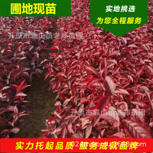 苗圃批发红叶李小苗密枝红叶李树苗红叶李杯苗穴盘苗靠山扦插小苗