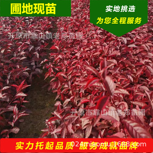 Nursery Wholesale Red Leaf Plum Seedlings, Dense Branch Red Leaf Plum Saplings, Red Leaf Plum Cup Seedlings, Plug Seedlings, Backing Cutting Seedlings
