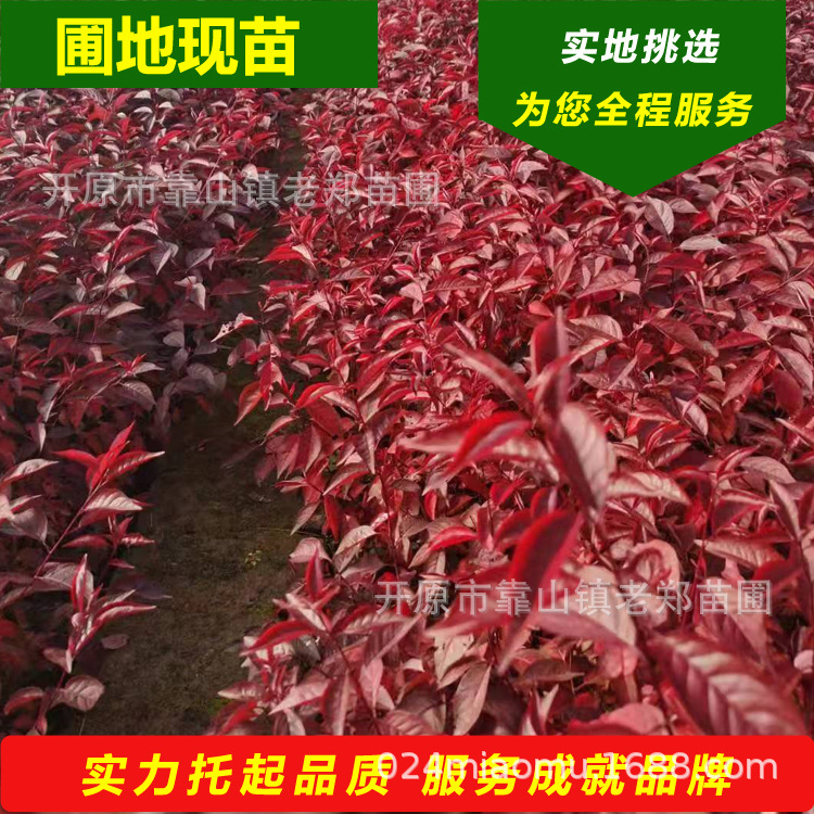 苗圃批发红叶李小苗密枝红叶李树苗红叶李杯苗穴盘苗靠山扦插小苗