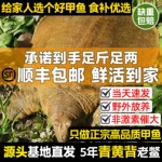 甲鱼鲜活生态野外生长中华老鳖本地外塘公母水鱼活体团鱼食用王八