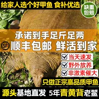 【2026立秋特供】鲜活包活甲鱼苗 | 50g规格 | 顺丰冷链次日达 | 不活包赔