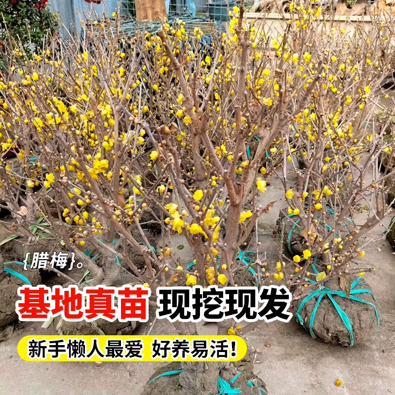 商品图