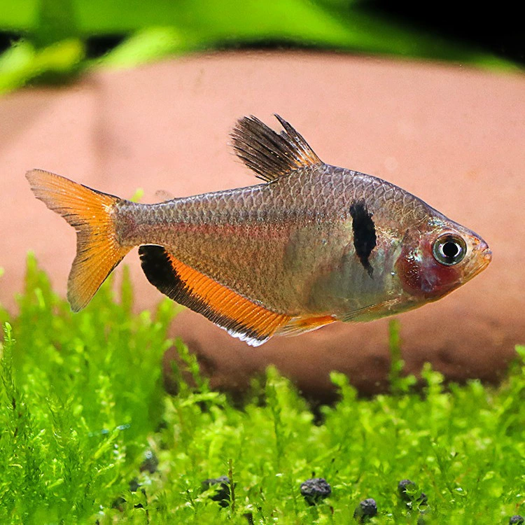 Красная вилка флаг лампа рыба плавание тропические декоративные рыбы пресноводный аквариум для рыб красный большой крючок Живая рыба мальки домашних животных оптом