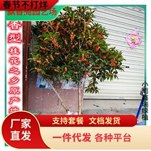 һ�����l�𻨘�������ļ�����𻨘��𵤹�����ͥԺ�G��ֲ��