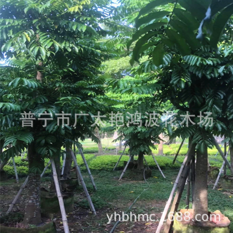 广东仁面子树 行道树 庭院树人面子树苗广东绿化市政工程公园苗木-阿里巴巴