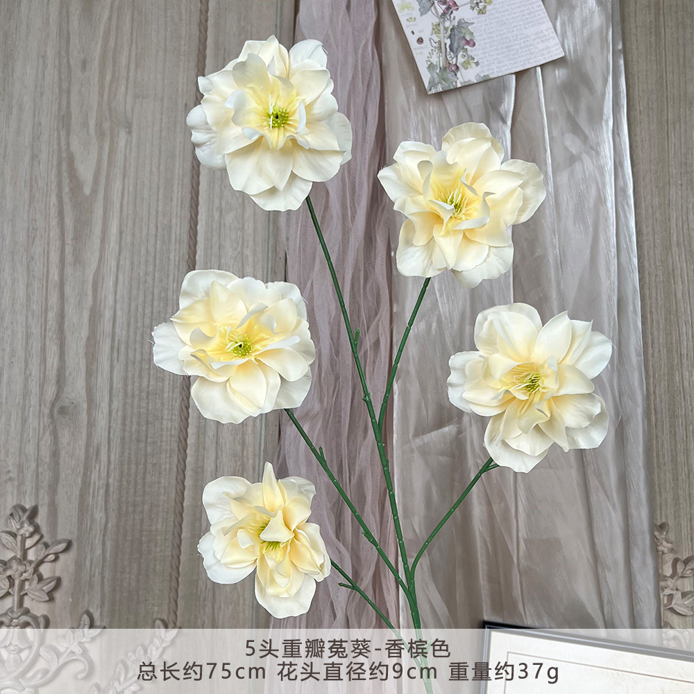 TY-5头重瓣菟葵-香槟色