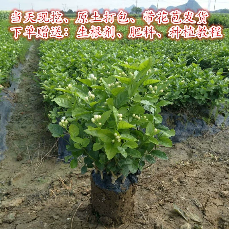 Хэн Каунти Жасмин Рассада в горшке Цветы и зеленые растения Крытый балкон Двор Очистка воздуха Четыре сезона Цветение непрерывно