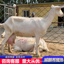 ɽBֳt¹ɽĸ ŲdBֳް׳