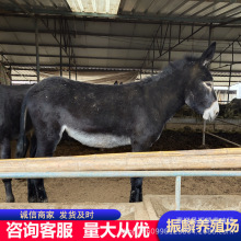 陆川县毛驴肉驴养殖.德州驴养殖场驴苗乌头驴活体肉驴养殖