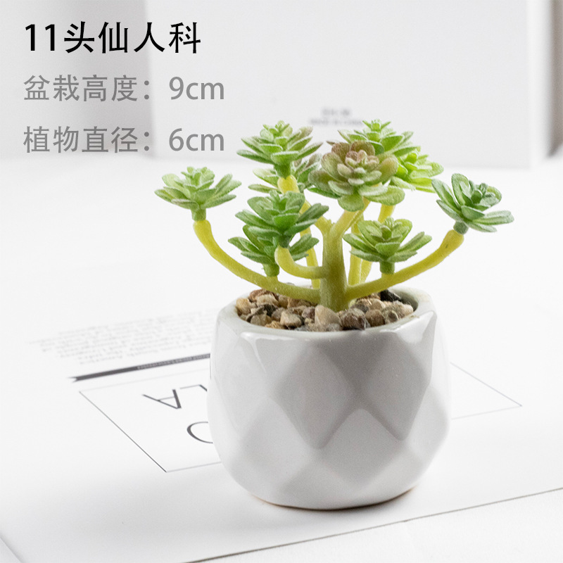 11 선인장 + 세라믹 세면대