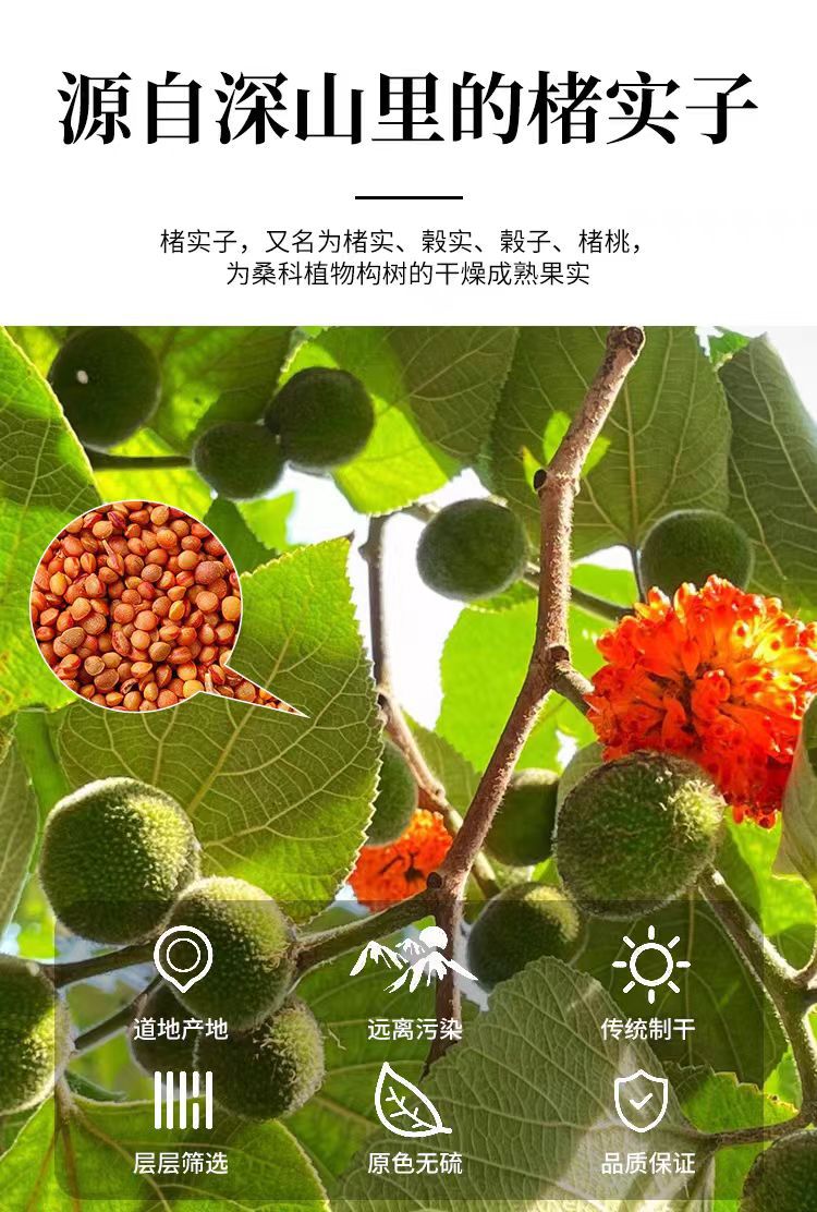 Chu Shi Zi (Broussonetia papyrifera Fruit) — Dried Food Herb, 500g Origin-Direct overview