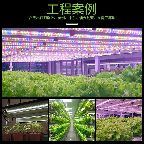 LED plant lamp